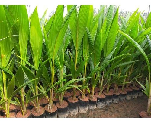 Raw Natural Coconut Plant Hybrid Sannangi, For Good Taste, Healthy, Coconut Size : Medium