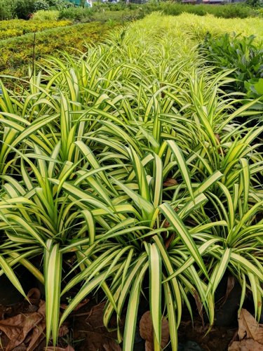 Pandanus Plant