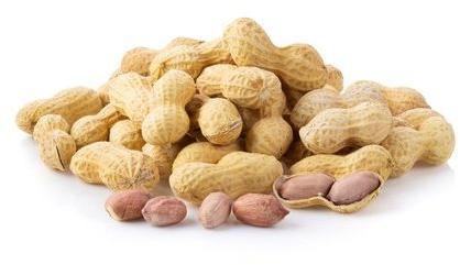 Pisum Food Dry Peanut, Packaging Size : 50kg