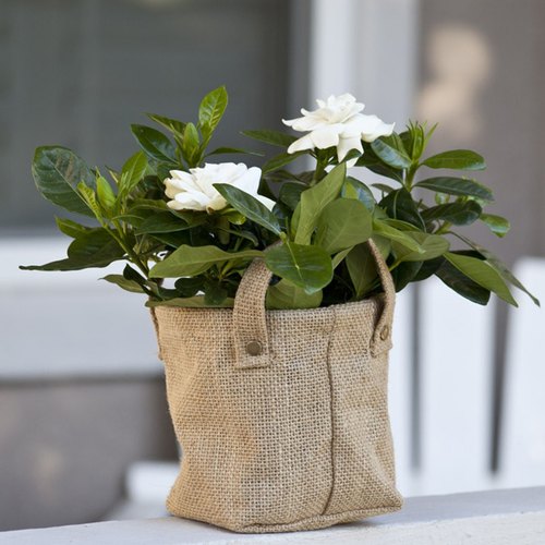 Anoo's Plants Grow Bag