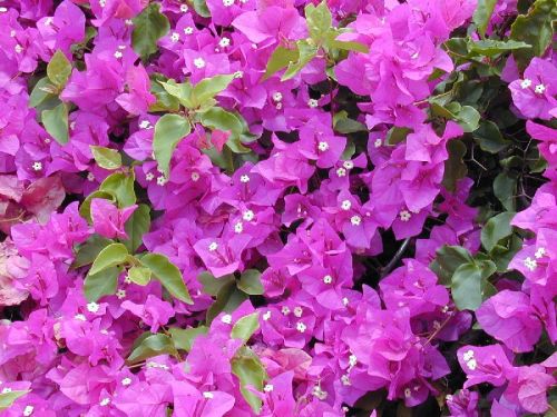 Bougainvillea Spectabilis Plants