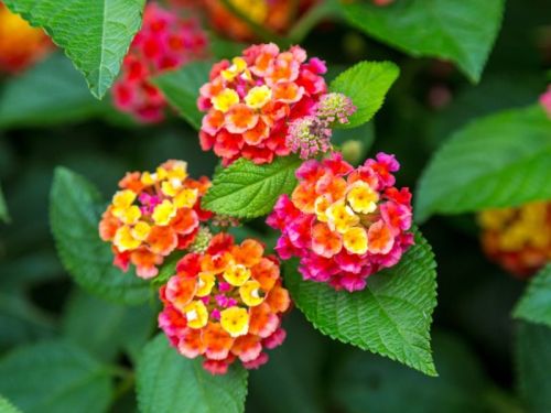 Lantana Plants, Color : Green