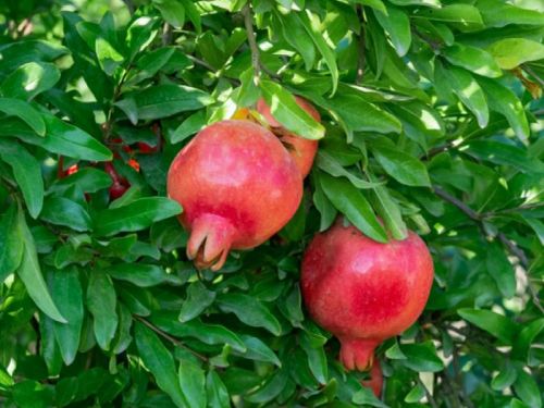 Organic Pomegranate Plants, Style : Hybrid
