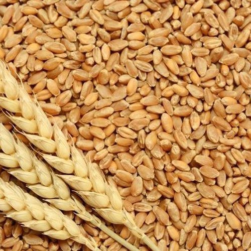 Wheat, Packaging Size : 60kg