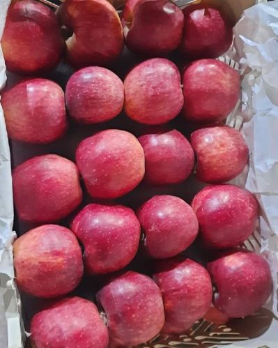 Irani Red Delicious Apprs