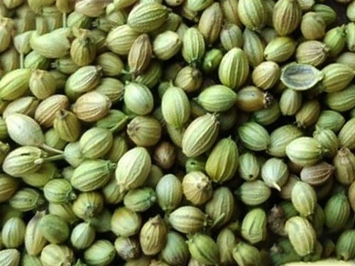 Ogan Overseas Organic Single Parrot Coriander Seeds, For Cooking, Specialities : Good Quality