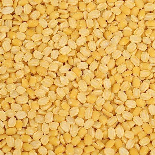 Yellow Unpolished Extra Bold Moong Dal, Brand Name : Ogan Overseas