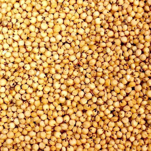 MAKRIPA HERB Yellow Sorghum Seeds, Packaging Type : Plastic Pouch, Plastic Packet, Plastic Box, Paper Box