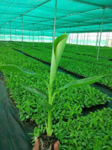 0-40 DEG C Banana Plant, For Farming