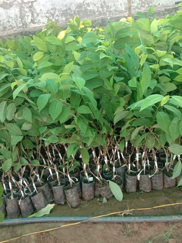 Custard Apple Plant, Color : Green