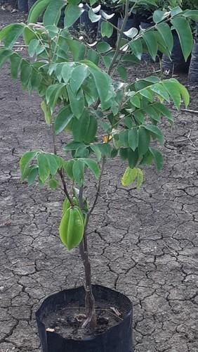 Star Fruit Plant, Color : Green