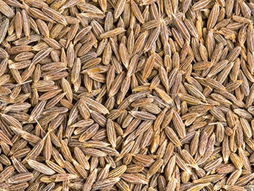 Cumin Seeds, For Cooking, Certification : FSSAI Certified