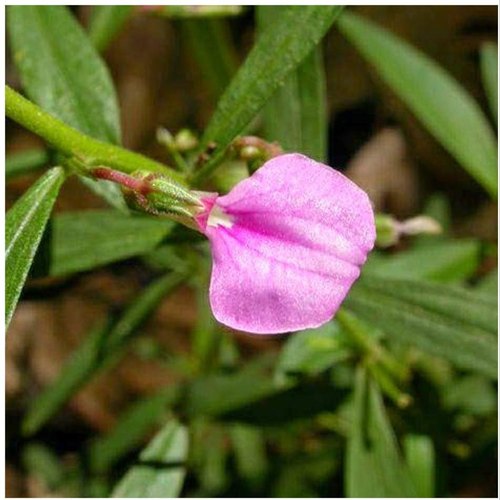 Dried Hybanthus Enneaspermus Flower, Color : Pink