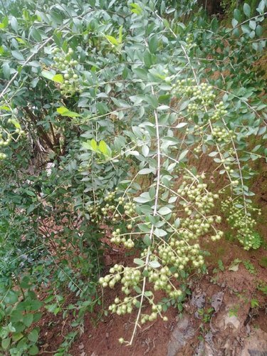 Lawsonia Inermis Leaves