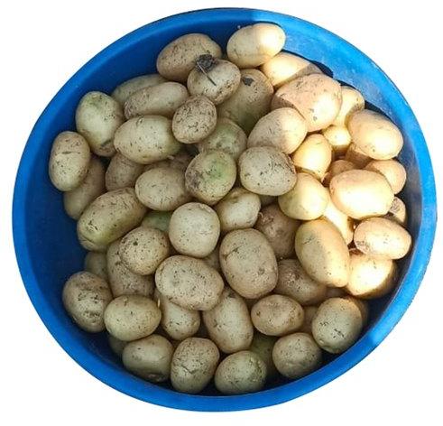 Organic Brown Fresh Potato, For Cooking, Snacks, Packaging Type : Guny Bag, Jute Bag, Sack Bag