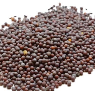 Organic Mustard Seeds