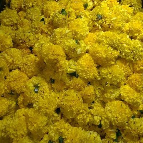 Fresh Marigold Flower, Color : Yellow, Orange