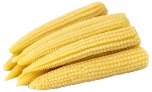 Veggienation Fresh Baby Corns, For Bakery, Cooking, Pizza, Snacks, Packaging Size : 1kg, 5kg