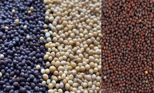 Natural Mustard Seeds, For Cooking, Spices, Food Medicine, Cosmetics, Packaging Type : Plastic Pouch