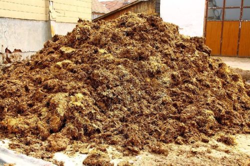 Raw Cow Dung