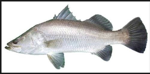 Silver Barramundi Fish, For Cooking, Style : Preserved