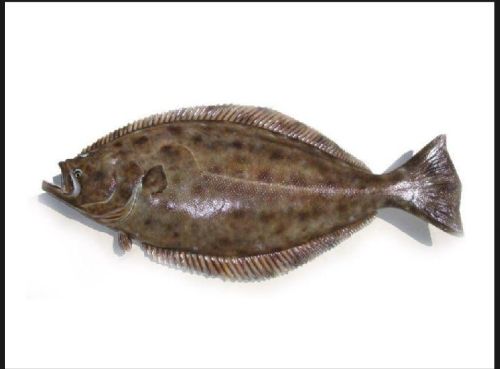 Indian Spiny Turbot Fish, For Cooking, Feature : High Nutrition, High Rich Protein