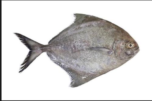 Silver Pomfret Fish, For Cooking, Style : Preserved