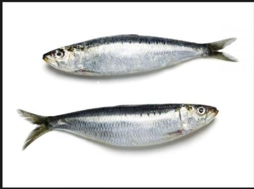 Silver Sardine Fish, For Cooking, Style : Preserved