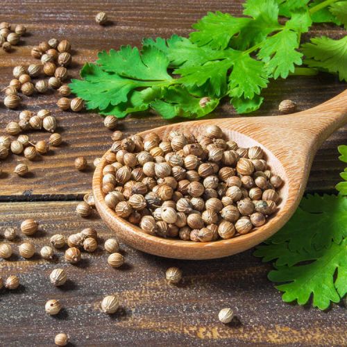 Organic Coriander Seeds, For Cooking, Spices, Specialities : Good Quality