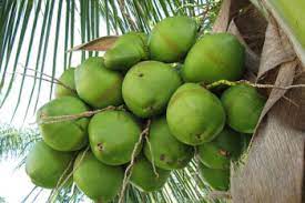 Organic Fresh Coconut, Coconut Size : Small, Medium, Large