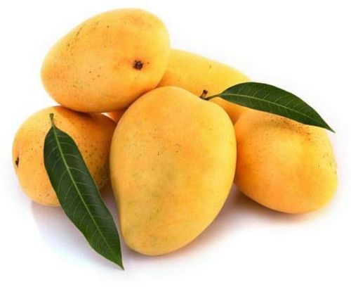 Organic Fresh Alphonso Mango, Shelf Life : 5-10Days