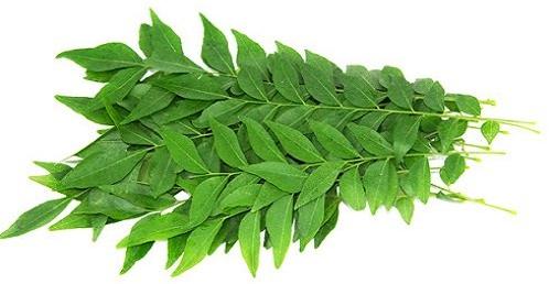 Organic Fresh Curry Leaves, For Cooking, Color : Green