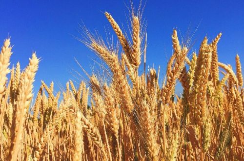 Wheat Seeds, For Yes, Certification : FDA Certified
