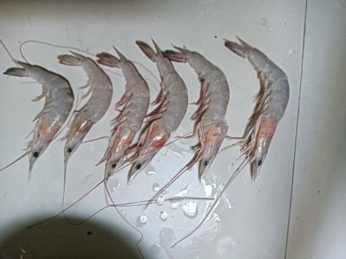 Fresh Vannamei Fish, For Human Comsupbtion, Packaging Type : Vacuum Pack