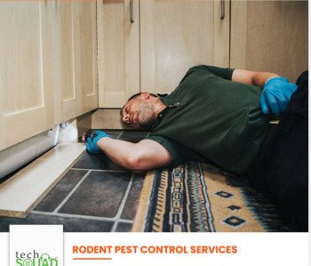 Rodent Control Services Near Me In Hyderabad