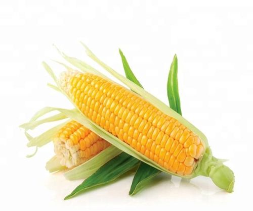 Fresh Yellow Corn, For Animal Feed, Cattle Feed, Packaging Type : PP Bag