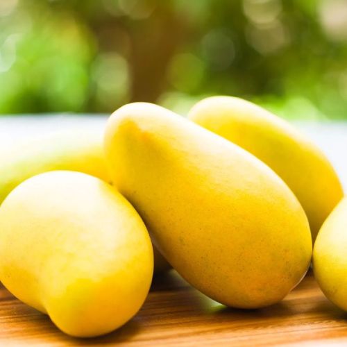Common Fresh Mango,fresh Mango, For Human Consumption, Variety : Alphonso