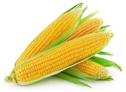 Fresh Sweet Corn, Quality Available : A Grade, B Grade