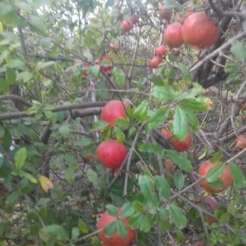 Natural Fresh Pomegranate, Certification : FSSAI Certified