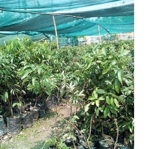 Litchi Plants for Fruits, Other Necessities : Full Sun Exposure