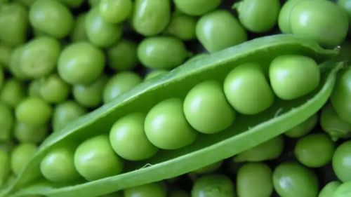 Organic Fresh Green Peas, For Good Nutritions, Good Health, Shape : Round