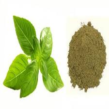 Lemon Basil Powder, For Pharma, Tea, Packaging Size : 18 Kg.