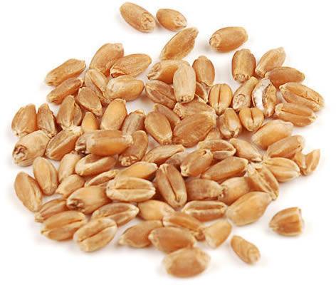 Wheat seeds, Purity : 100%