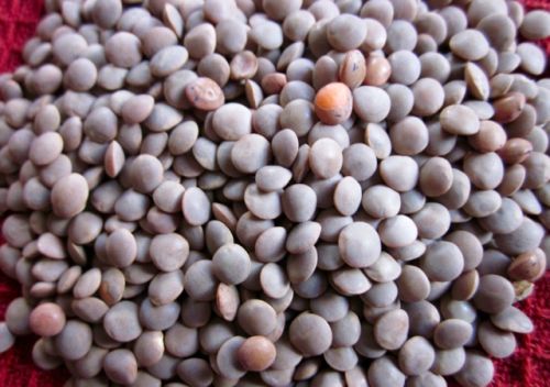 Whole Masoor Dal, Packaging Size : 10kg, 15kg, 25kg