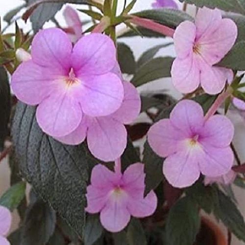 Natural Achimenes Pink Flower Bulbs, For Bouquet Packing, Gift Pack