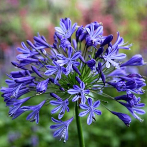 Matured Natural Agapanthus Blue Flower Bulbs