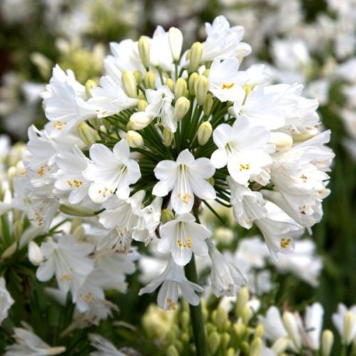 Matured Natural Agapanthus White Flower Bulbs