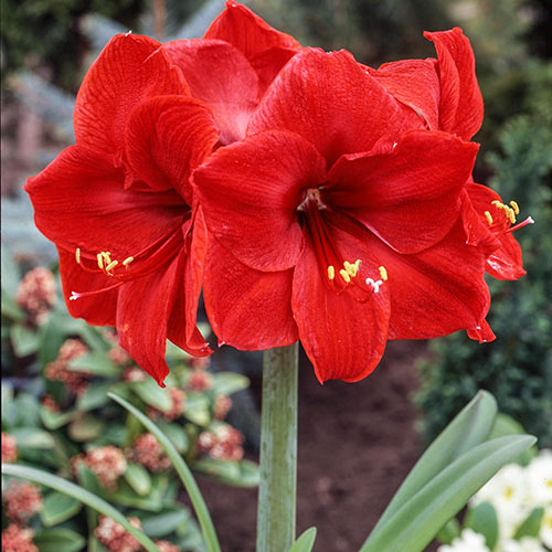 Matured Natural Amaryllis Jumbo Flower Bulbs