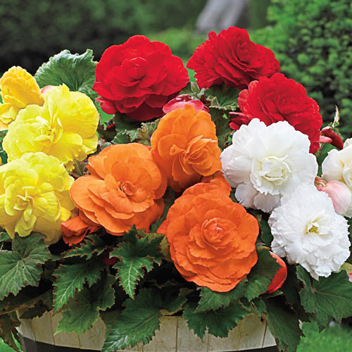 Matured Natural Begonia Mix Flower Bulbs