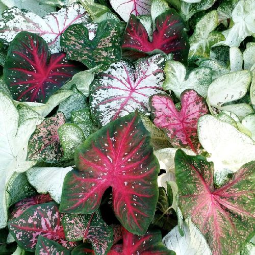 Matured Natural Caladium Mixed Flower Bulbs